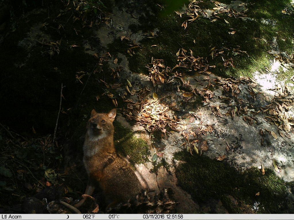 ثبت تصاویر تامل بر انگیز از یک شغال در جنگل های شفت