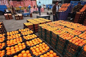 واردات پرتقال برای تنظیم بازار شب عید