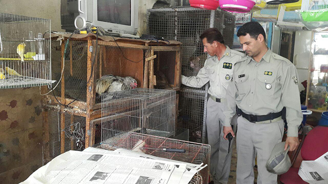 پایش مراکز خرید و فروش پرندگان وحشی و حیوانات توسط پرسنل یگان حفاظت محیط زیست استان گیلان