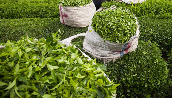 تمدید زمان برداشت برگ سبز چای تا پنجم آبان