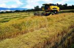 شالیکاران برنج نیازمند اقدامات حمایتی