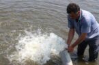 رهاسازی ۱۳۷ میلیون قطعه بچه ماهی تا شهریور در رودخانه های گیلان