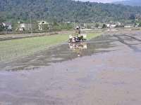 طرح کشت قراردادی برنج در ۳ استان شمالی