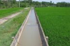 برنجکاران زحمتکش گیلانی موضوعات کمبود آب کشاورزی را به ادارات آبیاری اطلاع دهند