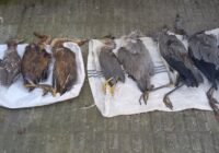 شکار بی رحمانه پرندگان در شفت / متخلفین شکار دستگیر و بازداشت شدند