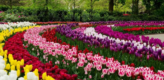 یادداشت/گل‌ها؛ زبان بی‌کلام زیبایی و احساس