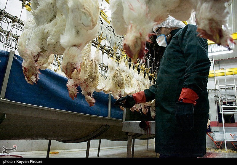 قراردادن گوشت مرغ در یخچال ویروس آنفلوآنزا را از بین نمی‌برد
