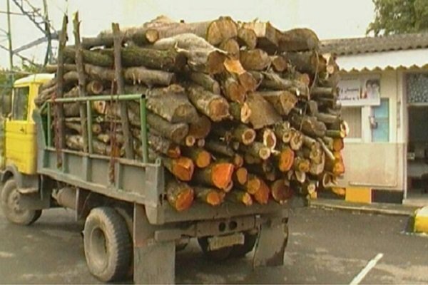 ۹۴ اصله انواع چوب قاچاق در شهرستان شفت کشف و ضبط شد