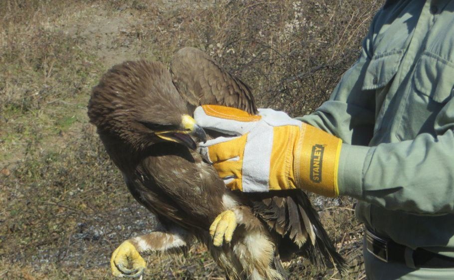 رها سازی دو قطعه قوی فریاد کش و یک بهله عقاب صحرایی در پارک ملی بوجاق