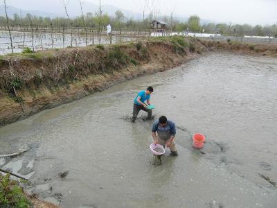 رها سازی بیش از هزار قطعه انواع بچه ماهی در رودخانه شکرپس املش