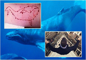 نهنگ آبی ۵۰قدم تا مرگ