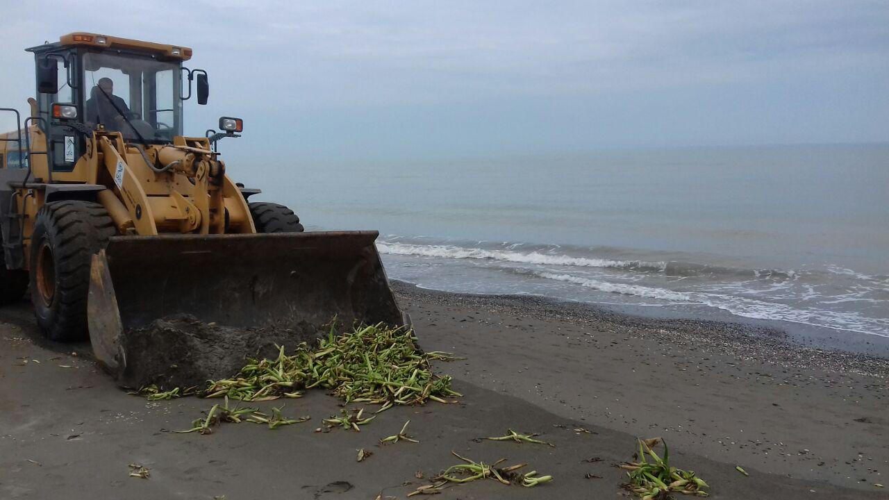پاکسازی گیاه مهاجم سنبل آبی در سواحل کلاچای