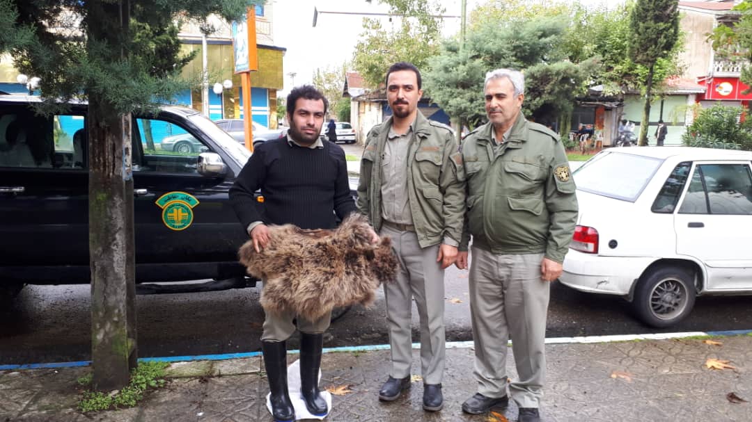 شکارچی خرس قهوه ای گیلان دستگیرشد