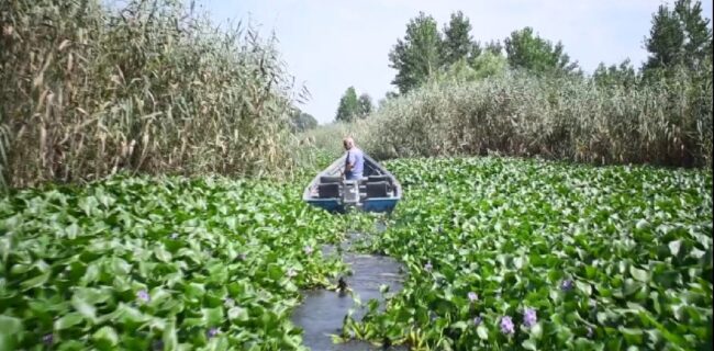 اجرای طرح جمع آوری گیاه سنبل آبی در تالاب بین المللی انزلی