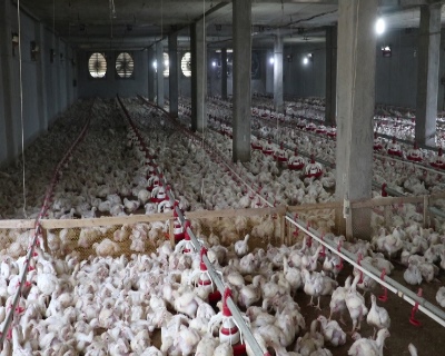 افزایش حدود ۱۵ درصدی تولید مرغ در گیلان برای تامین بازار عید