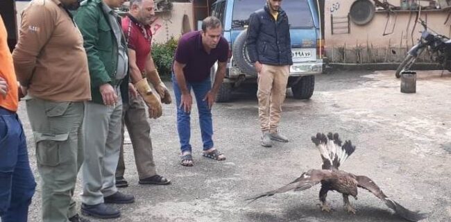 تیمار و رهاسازی یک بهله عقاب طلایی در اشکورات رودسر