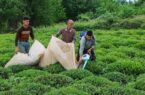 مهلت ۸ روزه برای بیمه باغ‌های چای گیلان و مازندران