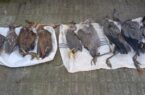 شکار بی رحمانه پرندگان در شفت / متخلفین شکار دستگیر و بازداشت شدند