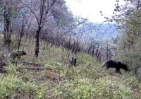مشاهده یک قلاده خرس قهوه‌ای ماده به همراه دو توله در گیلان (+ فیلم)