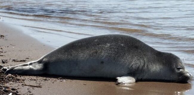 راه اندازی نخستین مرکز حفاظت از فک خزری در گیلان بزودی